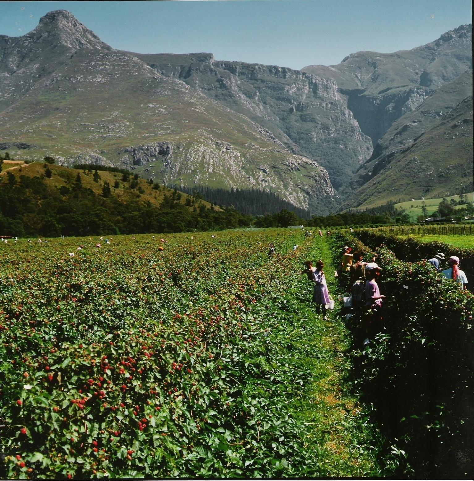 Вилла Wildebraam Berry Estate Свеллендам Экстерьер фото