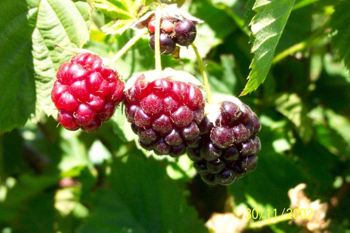 Вилла Wildebraam Berry Estate Свеллендам Экстерьер фото